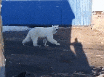 北极熊翻垃圾堆让人心碎，那北极熊杀人又怎么说？（视频/组图） - 14