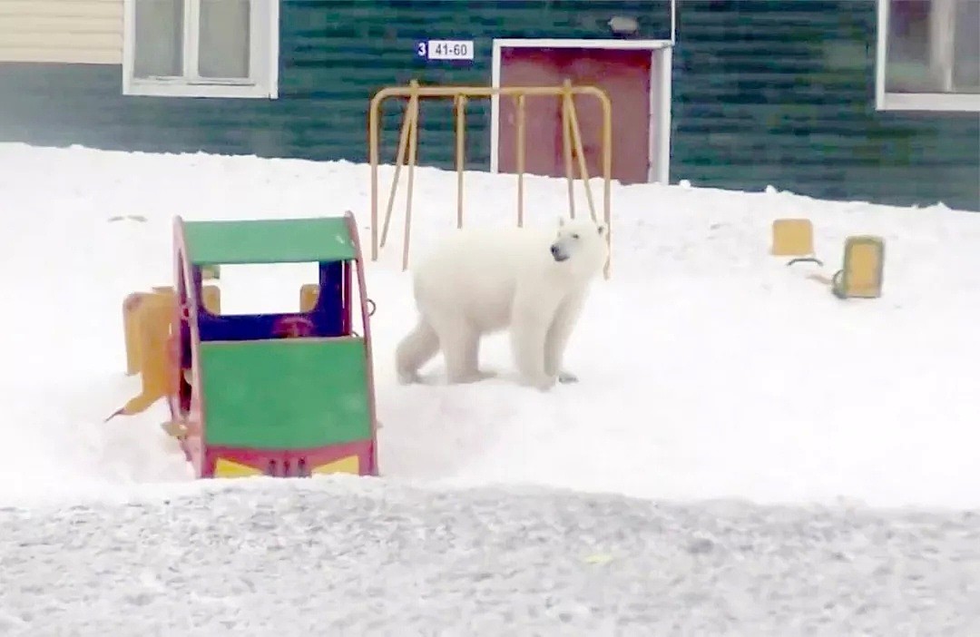 北极熊翻垃圾堆让人心碎，那北极熊杀人又怎么说？（视频/组图） - 15