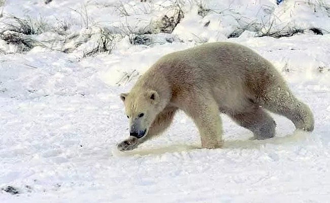 北极熊翻垃圾堆让人心碎，那北极熊杀人又怎么说？（视频/组图） - 16