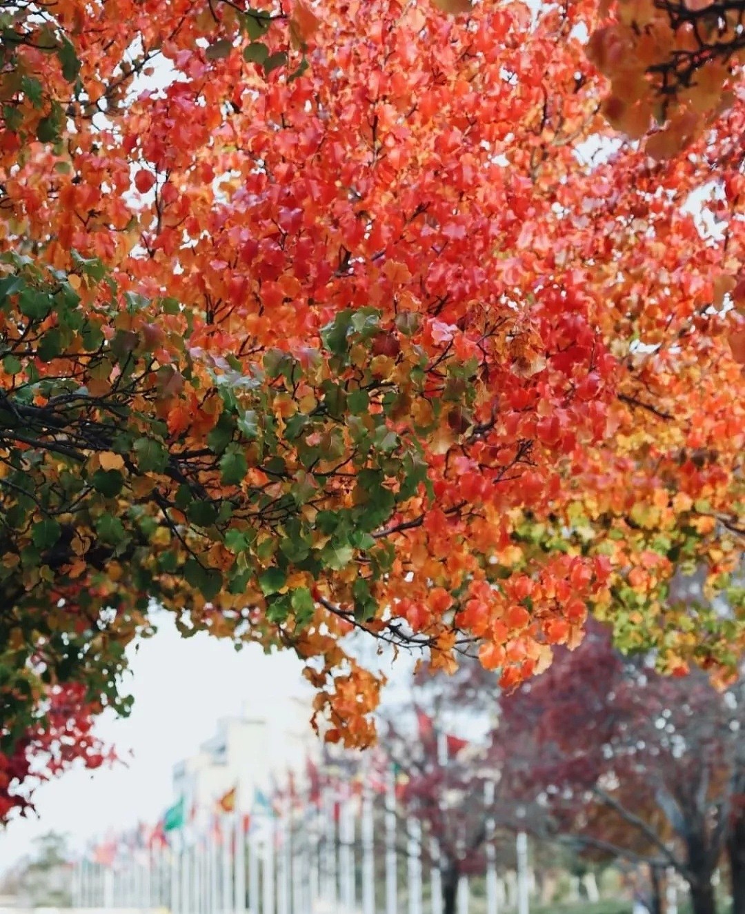 堪培拉的秋天，值得被全世界看见。 - 23