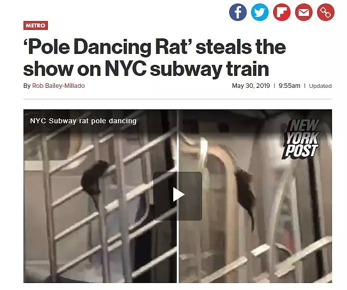 大跳钢管舞！纽约地铁老鼠又作秀，爆红网络！网友纷纷留言：养家糊口真不容易（组图） - 1