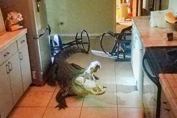 美国老妇人半夜被厨房噪音惊醒，开灯惊现3米长鳄鱼在偷喝红酒