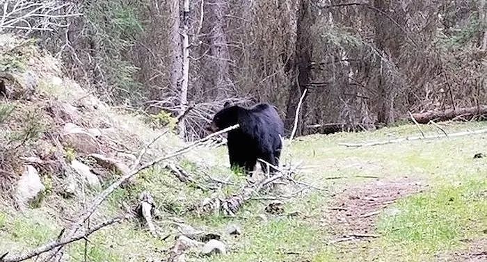 太吓人了！BC美女湖边散步 惨遭黑熊撕咬 手机录下恐怖视频（组图） - 3
