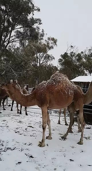 蓝山暴雪，航班轮渡取消，火车延误！狂风暴雨席卷悉尼！“冒着生命危险走在路上...” - 15