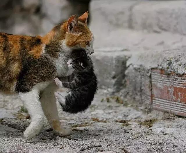 被命运扼住的后颈肉，为什么提起猫咪它会立马变乖？