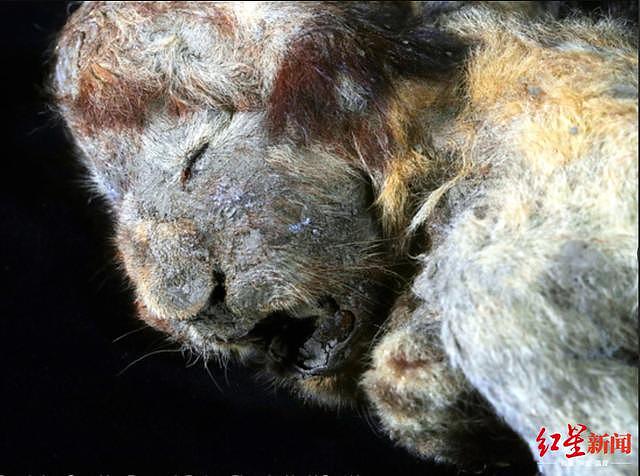 就像睡着了一样…西伯利亚发现3万年前穴狮宝宝的遗体