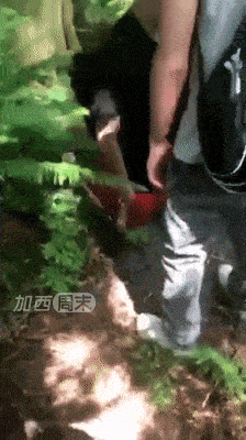 持枪! 下跪! 舔鞋! 大温台湾村名校霸凌视频流出，十几个人围攻一个孩子（组图） - 2