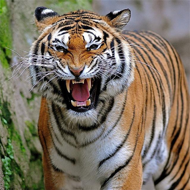 老虎真的摸不得！越南饲养员给老虎洗澡时被咬断双臂，血肉模糊
