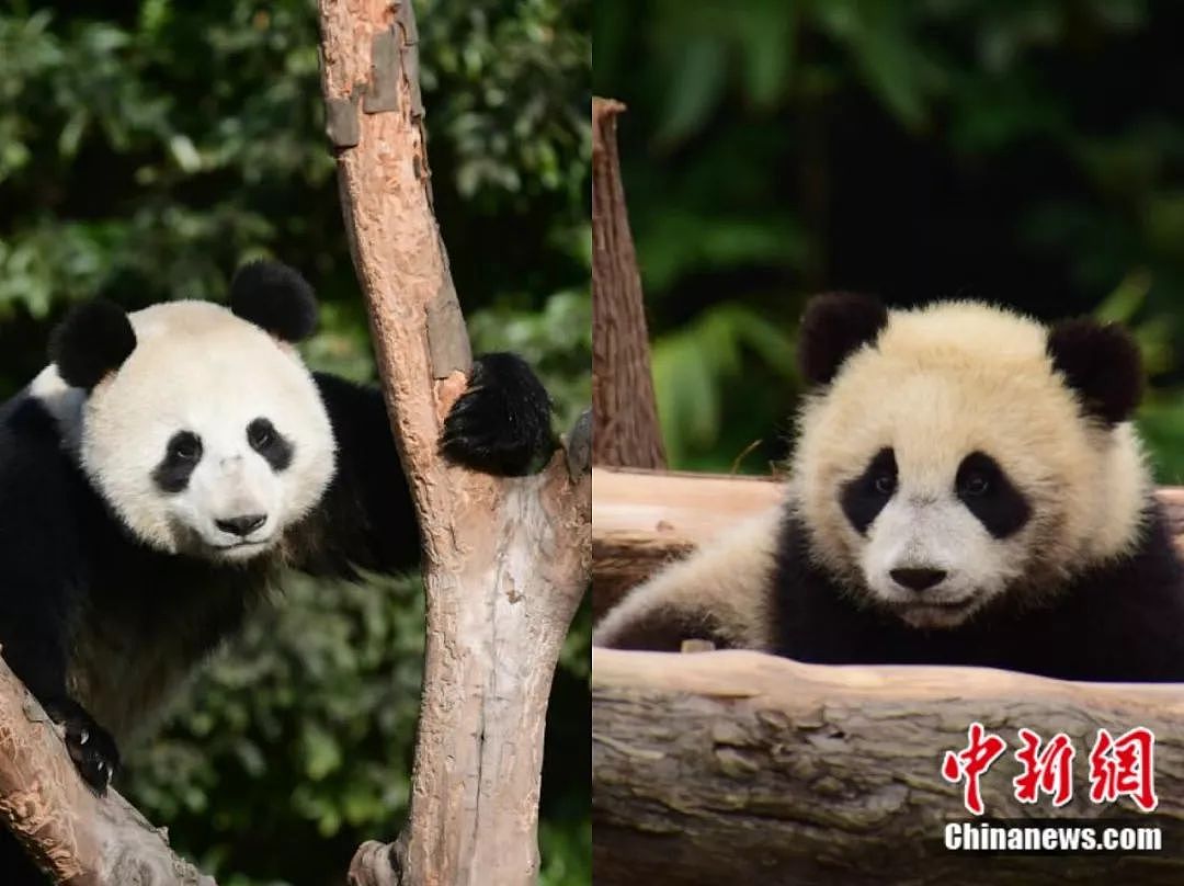 两只大熊猫旅居俄罗斯！习近平普京为其“开馆”（组图） - 2