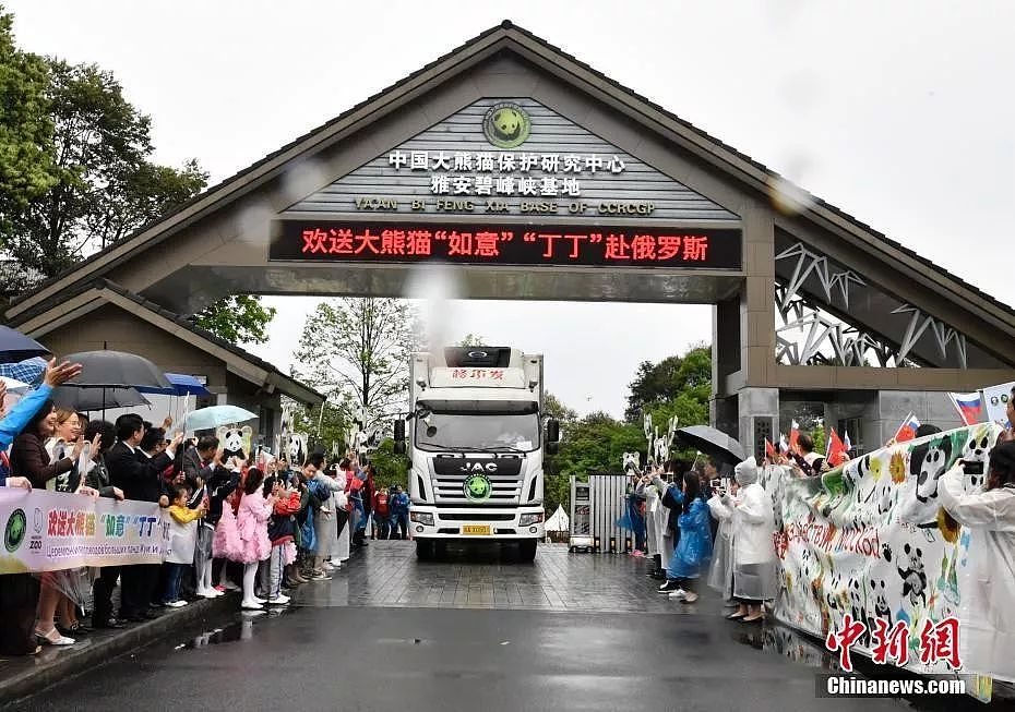 两只大熊猫旅居俄罗斯！习近平普京为其“开馆”（组图） - 3