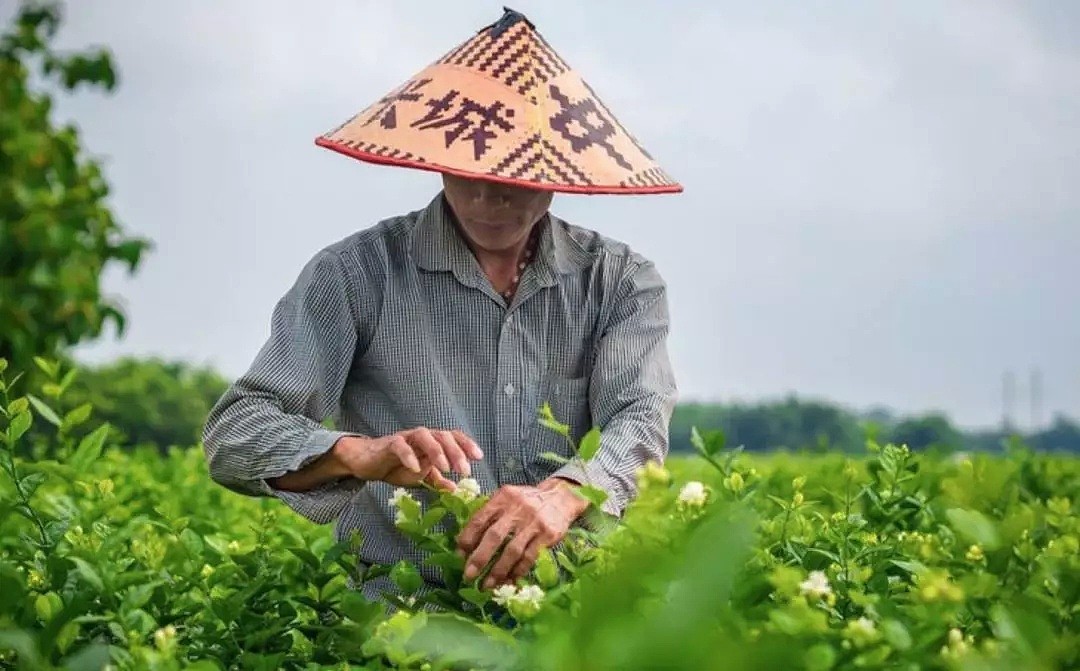 端午节世纪难题：吃甜粽子，还是咸粽子？一文告诉你中国有多少种粽子（组图） - 23