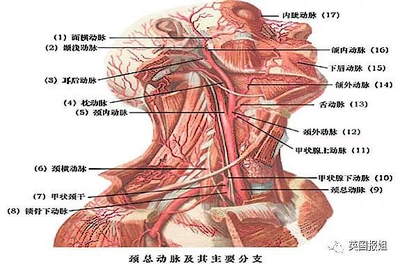 鲜肉男倒地而亡，竟是被女友亲的？（组图） - 9