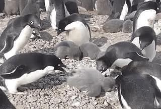 企鹅夫妇丧子后黑化，残忍虐杀同类连小宝宝也不放过
