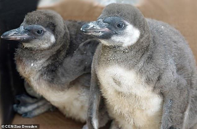 企鹅夫妇丧子后黑化，残忍虐杀同类连小宝宝也不放过