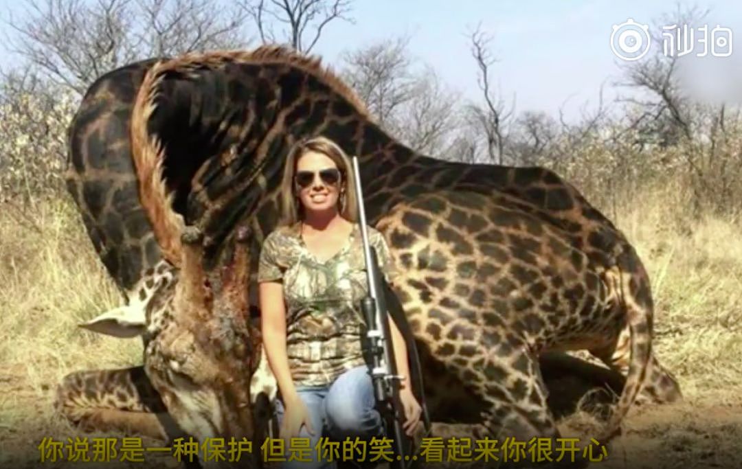 美国女猎人残忍猎杀稀有长颈鹿，还沾沾自喜说这么做为了平衡生态？（组图） - 9
