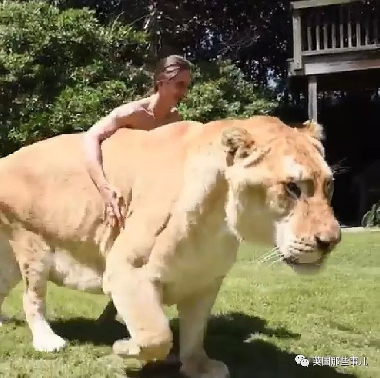 世界首例白狮虎长大了 体型巨大 如远古巨兽（组图） - 1