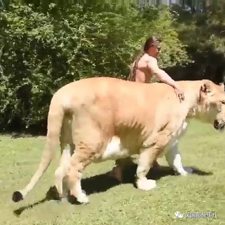 世界首例白狮虎长大了 体型巨大 如远古巨兽（组图） - 3