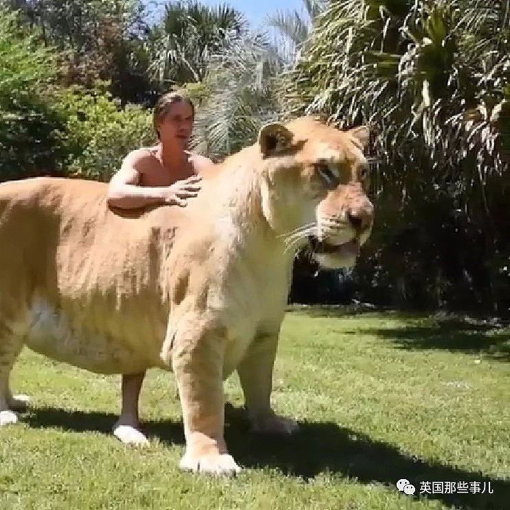 世界首例白狮虎长大了 体型巨大 如远古巨兽（组图） - 5