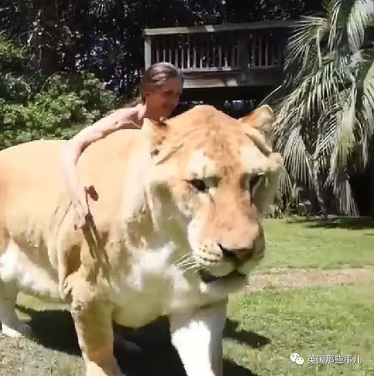 世界首例白狮虎长大了 体型巨大 如远古巨兽（组图） - 6