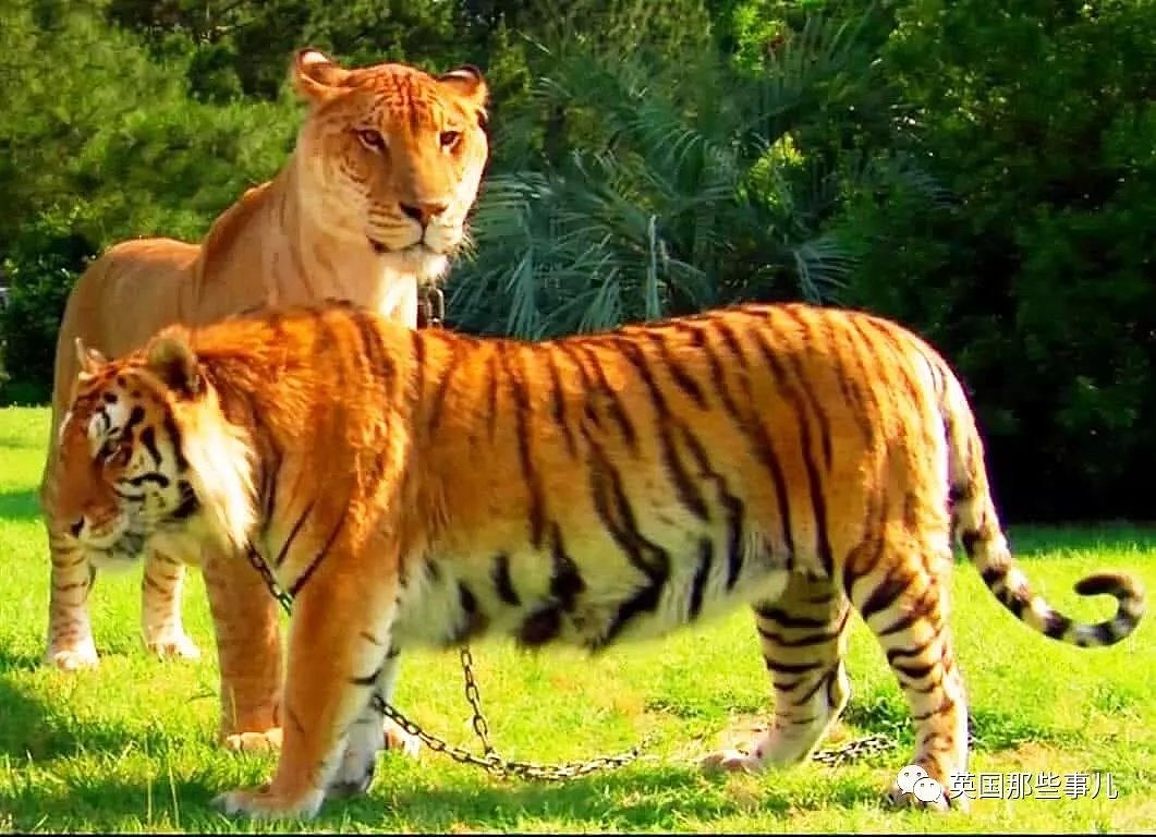 世界首例白狮虎长大了 体型巨大 如远古巨兽（组图） - 10