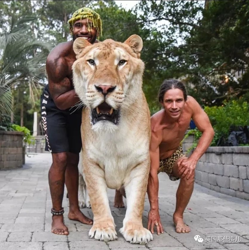 世界首例白狮虎长大了 体型巨大 如远古巨兽（组图） - 15