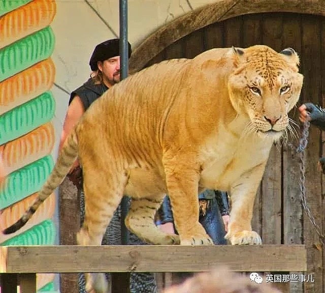 世界首例白狮虎长大了 体型巨大 如远古巨兽（组图） - 21
