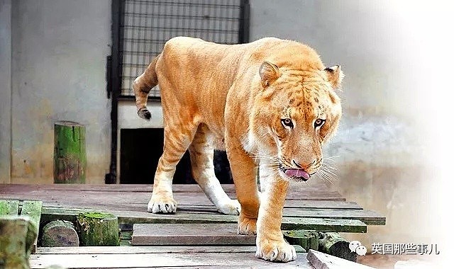 世界首例白狮虎长大了 体型巨大 如远古巨兽（组图） - 24