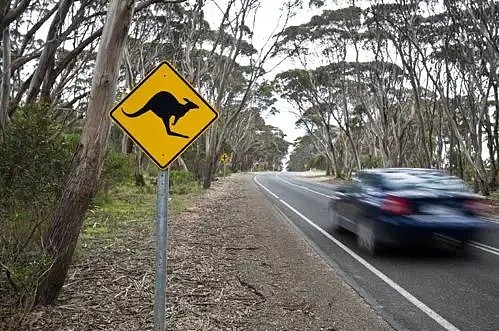 今日澳财｜澳洲车主每年为撞袋鼠损失600万；比特币耗能堪比拉斯维加斯 - 7