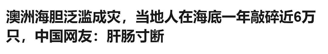 不限量，随便抓！大批绿蟹入侵墨尔本？！维州政府发布紧急通告！中国网友：说吧，要吃成濒危还是灭绝 - 34