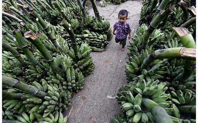 23名中国香蕉工人被缅甸驱逐出境！当地居民表示受到严重威胁...