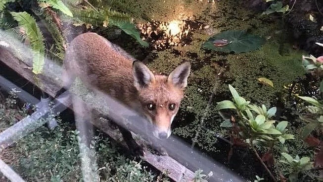 墨尔本华人区“窃贼”猖獗！衣服鞋子频频失窃，家禽宠物遭受暴力，广大居民不堪其扰！（组图） - 11