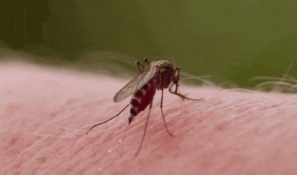 蚊子已经很可怕了，而这些吸血昆虫能让你感受真正的恐惧