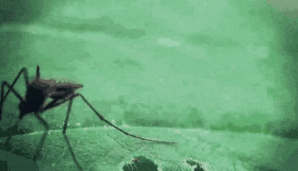 蚊子已经很可怕了，而这些吸血昆虫能让你感受真正的恐惧