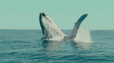 澳洲观鲸季又来了！全维州最佳观赏鲸鱼的地方，正确打卡南半球的大海！错过后悔一年！ - 33