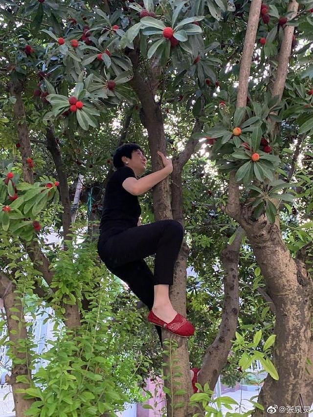 46岁张泉灵打扮朴实徒手攀爬杨梅树，离开央视后，活出自然随性