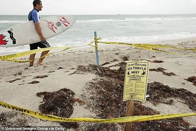 因在迈阿密沙滩上踩了一脚，这位中国女游客正面临51万罚款和五年拘禁....（组图） - 3