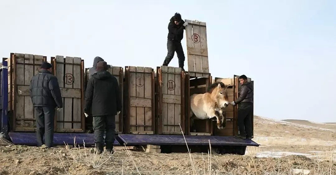 33年后，切尔诺贝利核辐射下的动物们（组图） - 6