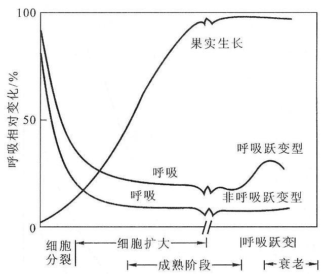 我们吃了3000多年的中国樱桃，为什么被“车厘子”抢去了风头？