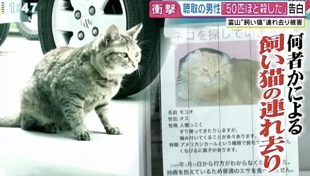 开水烫猫！日本“虐猫狂魔”一年半杀喵50只，采访时还说：马上弄死太无趣了（组图） - 3