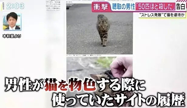开水烫猫！日本“虐猫狂魔”一年半杀喵50只，采访时还说：马上弄死太无趣了（组图） - 13