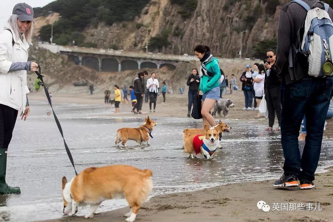 1000多只短腿柯基在海滩开趴体！这大场面简直萌到晕厥！（组图） - 9