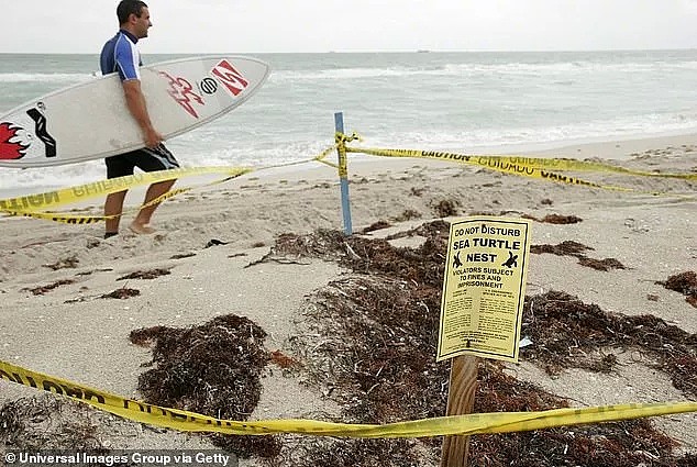 丢人！41岁华裔女子在海滩上踩踏猛戳海龟窝，或被控重罪！ - 3