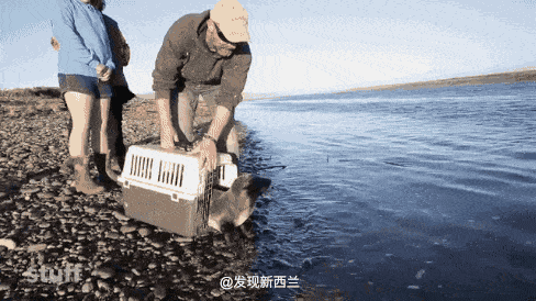 中国女子在海滩“摸”海龟被捕，或被判5年，无视规则的人，终将被规则惩罚（组图） - 33