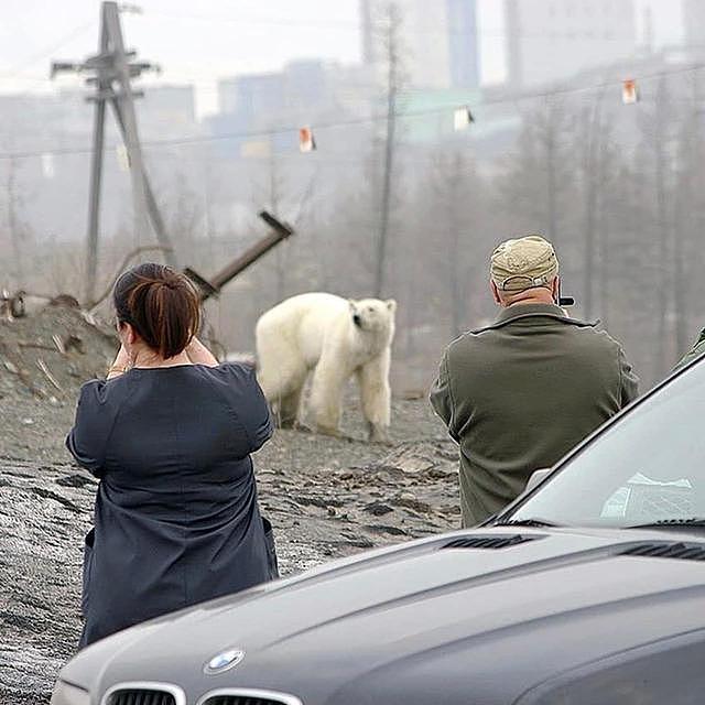 北极熊出走、雪橇犬划水，全球变暖危害加剧