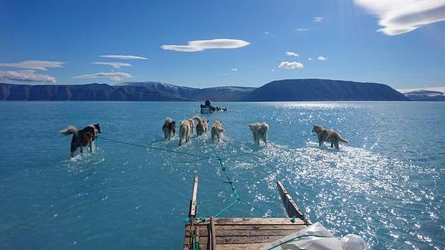 北极熊出走、雪橇犬划水，全球变暖危害加剧
