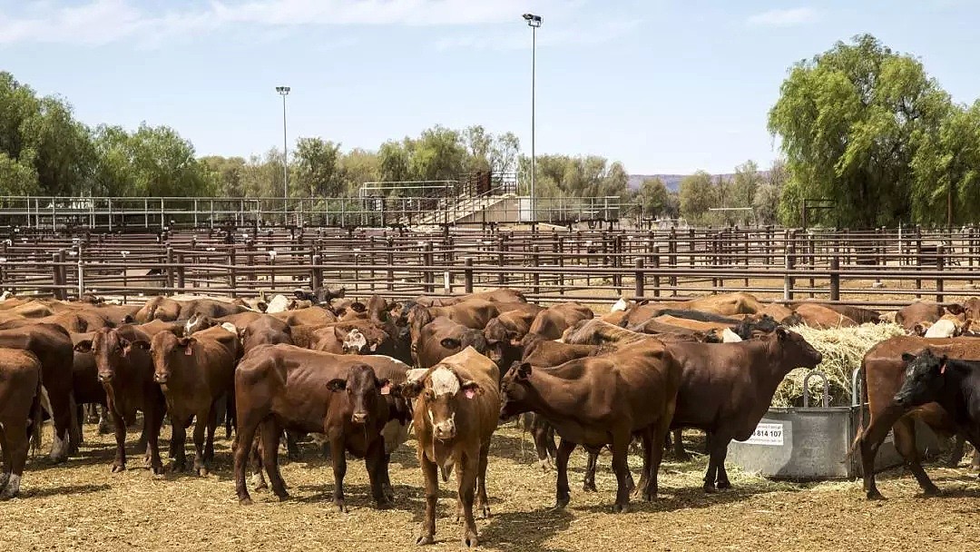 澳对华种牛出口涨超八成 助力全澳活牛出口稳升 - 1