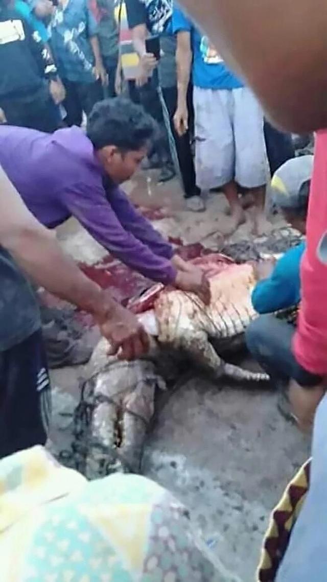 印尼村民遭鳄鱼活活咬死分尸，鳄鱼肚中人类四肢保存完整尚未消化