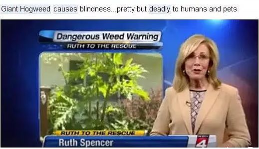 游客注意！加拿大，美国同时发出警告：接触这种植物或导致双目失明和死亡！（组图） - 5