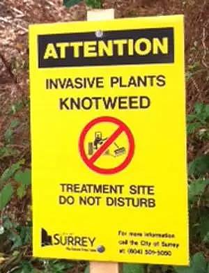 游客注意！加拿大，美国同时发出警告：接触这种植物或导致双目失明和死亡！（组图） - 25