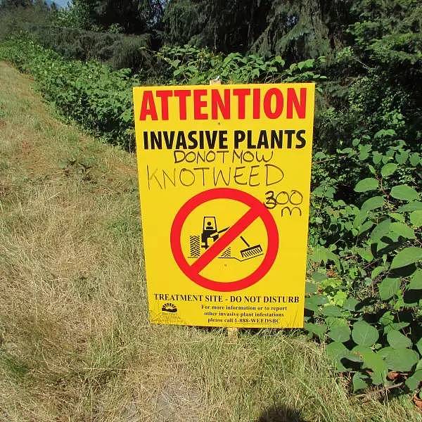 游客注意！加拿大，美国同时发出警告：接触这种植物或导致双目失明和死亡！（组图） - 26